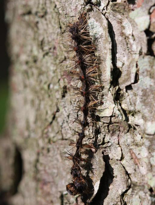 Dead gypsy moth caterpillar 